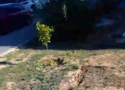 Волжане подали пример соседям, как облагородить двор самим: видео Волжане подали пример соседям, как облагородить двор самим: видео