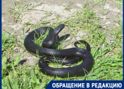 "Пришла на дачу, а под розой гадюка лежит,"- волжанка "Пришла на дачу, а под розой гадюка лежит,"- волжанка