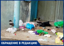 «Вороны раскидывают мусор и нападают на жителей», - волжанка рассказала о необычной проблеме «Вороны раскидывают мусор и нападают на жителей», - волжанка рассказала о необычной проблеме