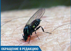 Туча волгоградской мошки прилетела в Волжский, - молодая мама Туча волгоградской мошки прилетела в Волжский, - молодая мама