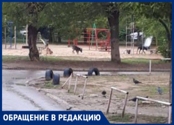 Стая собак разодрала кошек и напала на девушку с ребенком в Волжском Стая собак разодрала кошек и напала на девушку с ребенком в Волжском