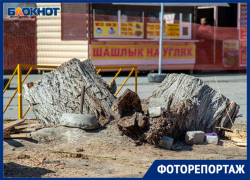Срубили иву на площади у Центрального рынка в Волжском Срубили иву на площади у Центрального рынка в Волжском