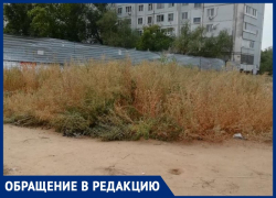 «Лебеда растет выше человеческого роста», - волжанка о зарослях травы «Лебеда растет выше человеческого роста», - волжанка о зарослях травы