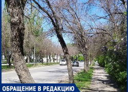 «Все ясени - сухие»: в Волжском появилась угроза вымирания деревьев «Все ясени - сухие»: в Волжском появилась угроза вымирания деревьев