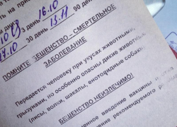 В Палласовском районе врачи спасают 8-летнюю пациентку с подозрением на бешенство В Палласовском районе врачи спасают 8-летнюю пациентку с подозрением на бешенство