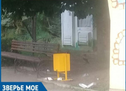Бесстрашные вороны-мусорщики обитают в волжском парке Бесстрашные вороны-мусорщики обитают в волжском парке