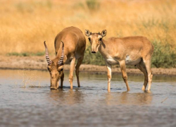 Сайгаки пришли в Волгоградскую область на водопой Сайгаки пришли в Волгоградскую область на водопой
