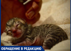 "Сначала котят убивают, а потом людей расчленяют", - волжанка "Сначала котят убивают, а потом людей расчленяют", - волжанка