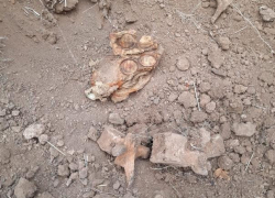 Погибший во взрыве под Волгоградом подросток оказался внуком командира поискового отряда Погибший во взрыве под Волгоградом подросток оказался внуком командира поискового отряда