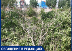 "Спилили молодые вязы ради дизайна",- волжанка "Спилили молодые вязы ради дизайна",- волжанка