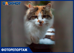 Первый снег припорошил улицы в Волжском: фоторепортаж Первый снег припорошил улицы в Волжском: фоторепортаж