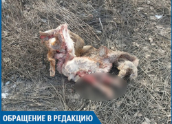 Браконьеры вокруг нашего дома истребляют редких животных, - среднеахтубинка Браконьеры вокруг нашего дома истребляют редких животных, - среднеахтубинка