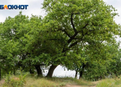 Волгоградцы устроили обнаженную фотосессию ради прекращения вырубки Волго-Ахтубинской поймы Волгоградцы устроили обнаженную фотосессию ради прекращения вырубки Волго-Ахтубинской поймы