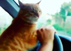 Рыжего котэ хозяева заставили вести автомобиль в Волжском Рыжего котэ хозяева заставили вести автомобиль в Волжском