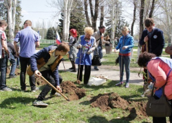 В Волжском высадили «сирень Победы» В Волжском высадили «сирень Победы»