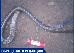 "Двух гадюк за день лопатой зарубили",- волжанка "Двух гадюк за день лопатой зарубили",- волжанка