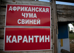 Вспышка АЧС зафиксирована в еще одном районе Волгоградской области Вспышка АЧС зафиксирована в еще одном районе Волгоградской области
