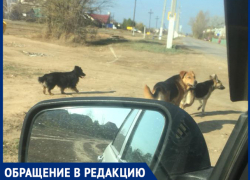 «Пришлось отбивать стаю собак от девушки с годовалым ребенком», - волжанка «Пришлось отбивать стаю собак от девушки с годовалым ребенком», - волжанка