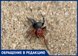 Ядовитые пауки в центре Волжского: на видео могли попасть смертельно-опасные особи Ядовитые пауки в центре Волжского: на видео могли попасть смертельно-опасные особи