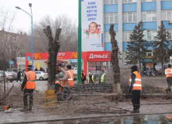 В Волжском проходит омолаживающая обрезка деревьев В Волжском проходит омолаживающая обрезка деревьев