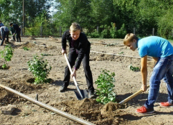 В Волжском на «Аллее Победы» появились первые деревья В Волжском на «Аллее Победы» появились первые деревья