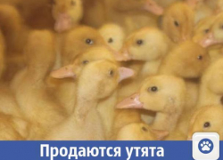 Для волжан с домашним хозяйством продают утят Для волжан с домашним хозяйством продают утят