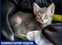"Мы против усыпления здоровых питомцев",- волжанка "Мы против усыпления здоровых питомцев",- волжанка