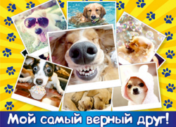 Конкурс «Мой самый верный друг» продлен до 29 сентября Конкурс «Мой самый верный друг» продлен до 29 сентября