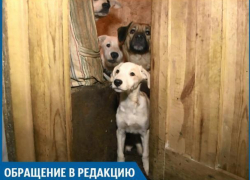 В нашем доме живет больная на всю голову собачница, - волжанка В нашем доме живет больная на всю голову собачница, - волжанка