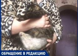 "Нелюдь травил собаками кошку", - волжанка "Нелюдь травил собаками кошку", - волжанка