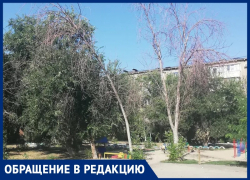 «Зелень внутри кварталов сохраняется исключительно усилиями сердобольных бабушек», - волжанка о засохших деревьях «Зелень внутри кварталов сохраняется исключительно усилиями сердобольных бабушек», - волжанка о засохших деревьях