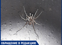 "Из раковины вылез огромный паук" ,- волжанка "Из раковины вылез огромный паук" ,- волжанка