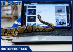 Бездомный королевский питон стал частью команды «Блокнот Волжский»: фоторепортаж Бездомный королевский питон стал частью команды «Блокнот Волжский»: фоторепортаж
