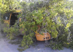 В Волжском из-за сильного ветра упало дерево и повредило автомобили, стоявшие на частной парковке В Волжском из-за сильного ветра упало дерево и повредило автомобили, стоявшие на частной парковке