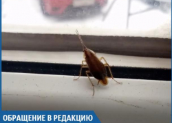 Усатые тараканы бегают по магазину "Суши VIP", - волжанка Усатые тараканы бегают по магазину "Суши VIP", - волжанка