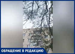 «Ждут, когда упадет и прибьет»: местный житель о сухостое во дворе Волжского «Ждут, когда упадет и прибьет»: местный житель о сухостое во дворе Волжского