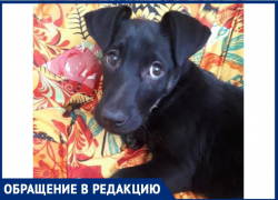 «Собаки умерли на глазах у сына»: волжанка рассказала, как неизвестные травят животных «Собаки умерли на глазах у сына»: волжанка рассказала, как неизвестные травят животных