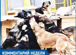 Сомневаюсь, что закон о животных будет работать, - волжанка Сомневаюсь, что закон о животных будет работать, - волжанка