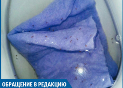Нашу квартиру атаковали полчища муравьев, - волжанин Нашу квартиру атаковали полчища муравьев, - волжанин