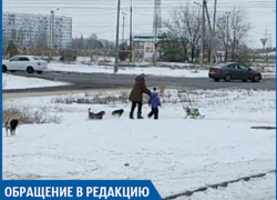 В новой части города свора собак напала на женщину с ребенком, - волжанин В новой части города свора собак напала на женщину с ребенком, - волжанин