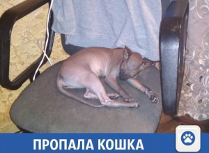 Любимую кошечку породы сфинкс ищут в Волжском Любимую кошечку породы сфинкс ищут в Волжском