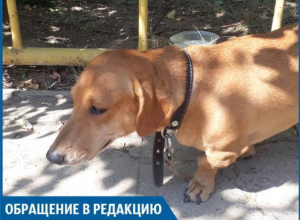 Люди-звери оставили собаку умирать под солнцем, - волжанин Люди-звери оставили собаку умирать под солнцем, - волжанин