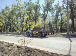В Волжском высаживают 800 молодых деревьев и кустарников В Волжском высаживают 800 молодых деревьев и кустарников