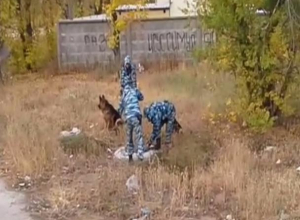 Кинологи переместили поиски на территорию теплотрассы в Волжском Кинологи переместили поиски на территорию теплотрассы в Волжском