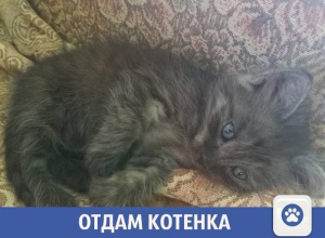 Пушистого котенка отдают в Волжском Пушистого котенка отдают в Волжском