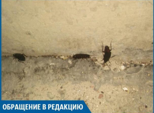 Трехсантиметровые тараканы плодятся в жилых домах Волжского Трехсантиметровые тараканы плодятся в жилых домах Волжского