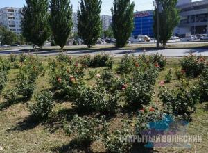 Перед выборами в Волжском стали заботиться о цветочках Перед выборами в Волжском стали заботиться о цветочках