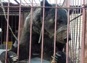 Волжанка попросила помощь для медведя Егора Волжанка попросила помощь для медведя Егора