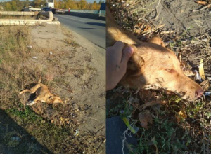 Волжане спасли сбитую собаку на острове Зеленый Волжане спасли сбитую собаку на острове Зеленый
