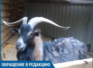 Животные в зоодворике в Волжском мучаются от жары и грязи, - горожанка Животные в зоодворике в Волжском мучаются от жары и грязи, - горожанка